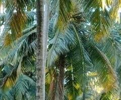 Land for Sale   in Narammala