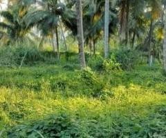 Land for Sale   in Narammala