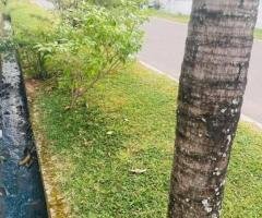 Land for Sale in Kurunegala