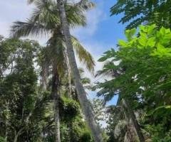 A land with 70 perches house for sale in Beliatta