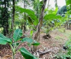 Land for Sale in  Padukka