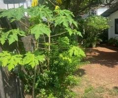 A valuable 12 Perch Land with Livable House  for Sell at Kawdana  Dehiwala