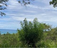 Beach View Hilltop Land for Sale in Tangalle – Prime Tourist Area 🏝️