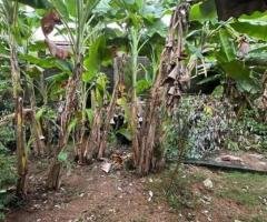 Land for Sale - Rajagiriya